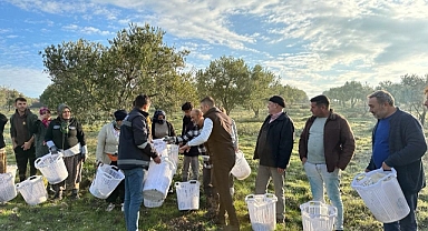Zeytin Budamasındaki Tarım Emekçilerine Büyükşehir'den Destek